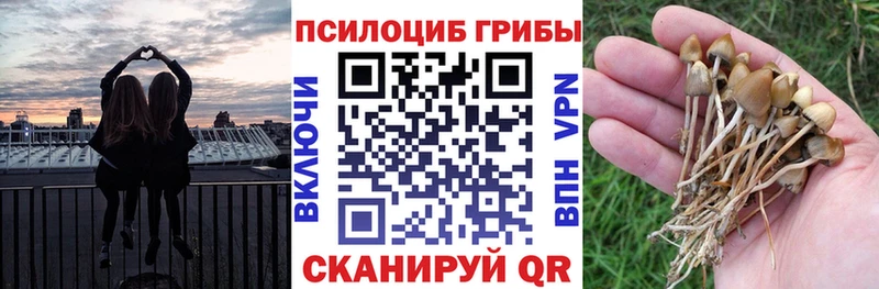 Галлюциногенные грибы Psilocybe  Купить где  Татарск 